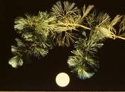 Fanwort