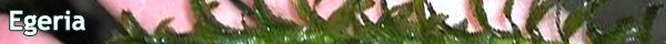 Egeria