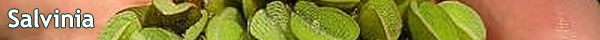 Salvinia